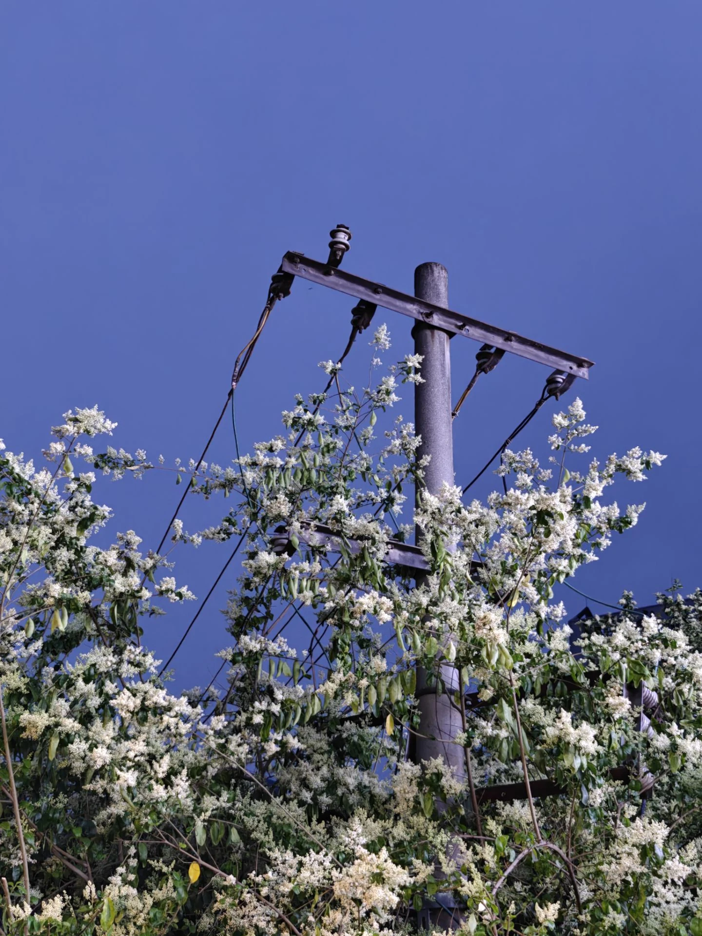 nightflower